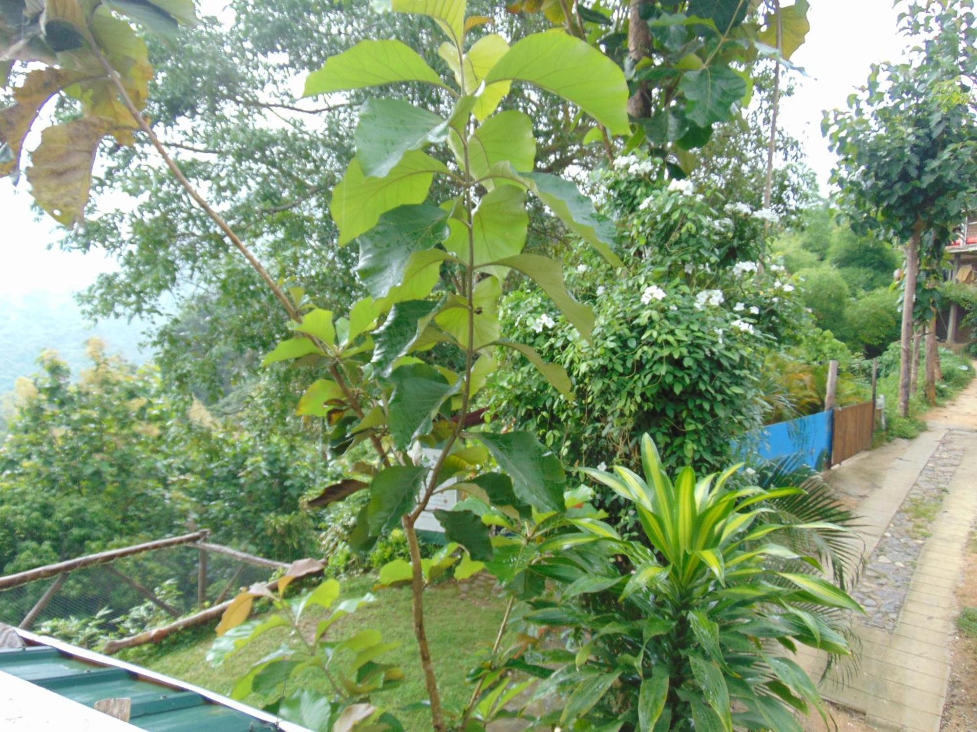 Dunarinka Minca Exterior photo